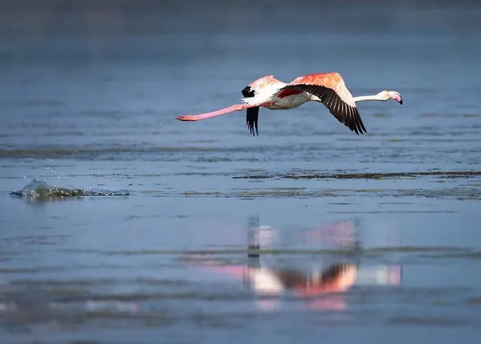 Calme Au Coeur De - 21 - Apartman